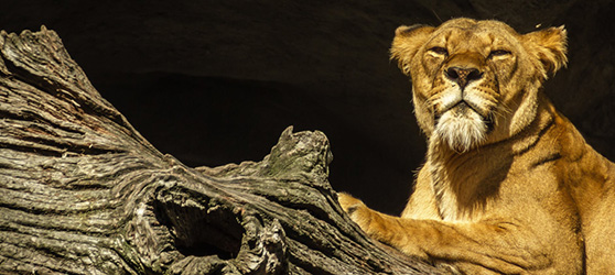 Dhikala Safari