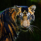 Dhikala Safari
