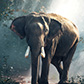 Wildlife Photography