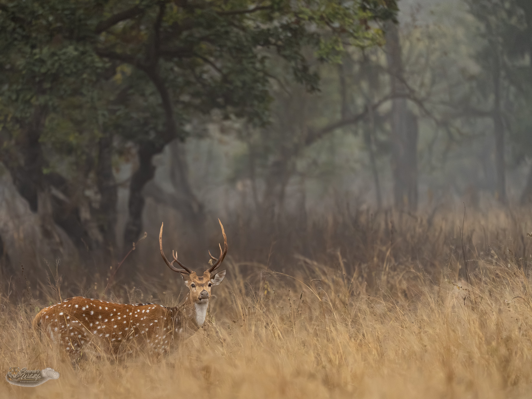 Jungle Tented Camp