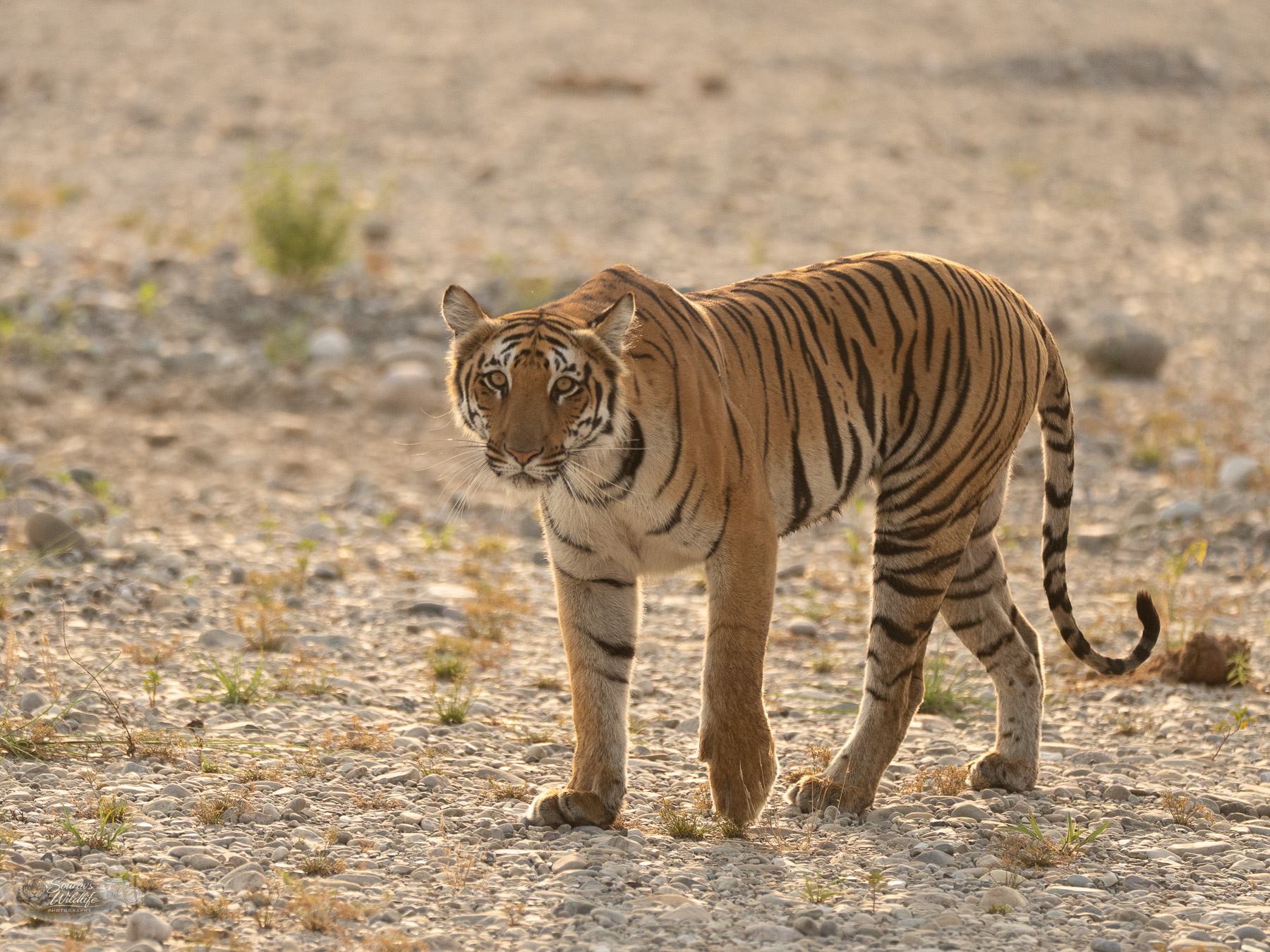 Corbett Safari Banner