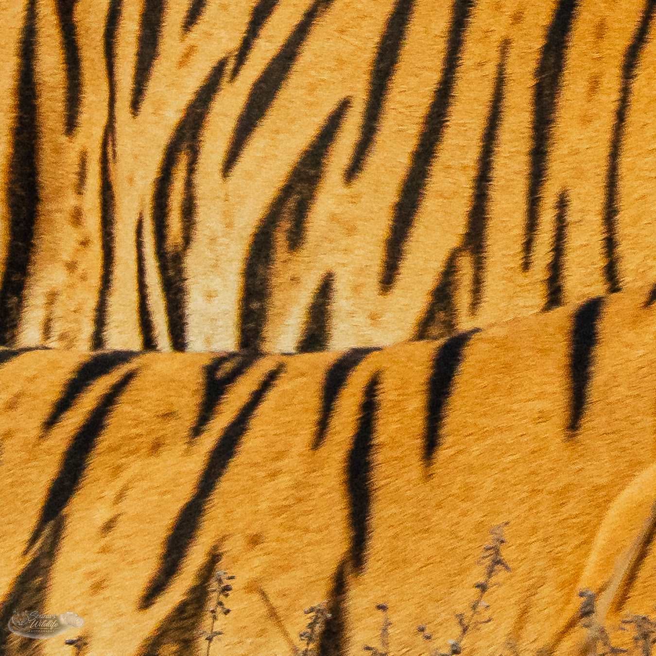 Tiger in Corbett