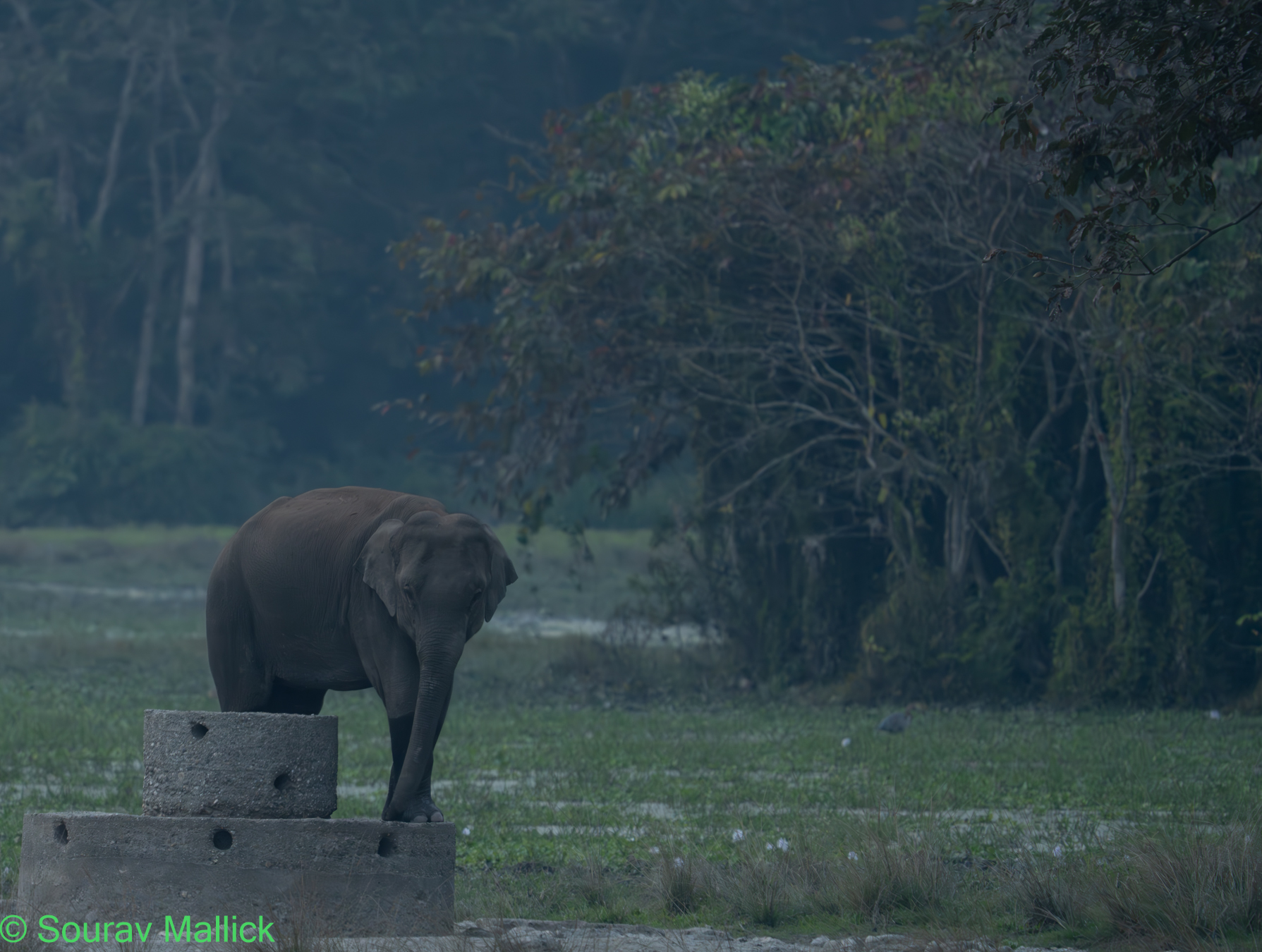 Wildlife Tour Package