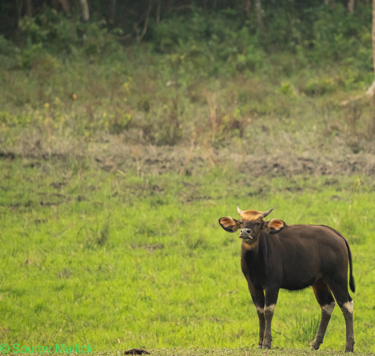 Corbett National Park Sal forest