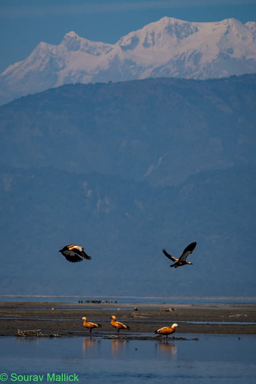 Wildlife Photography